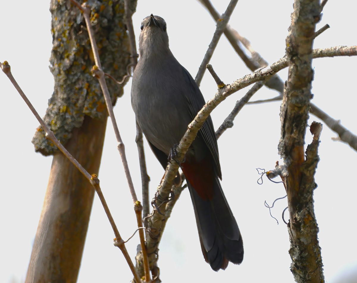 Gray Catbird - ML618490430