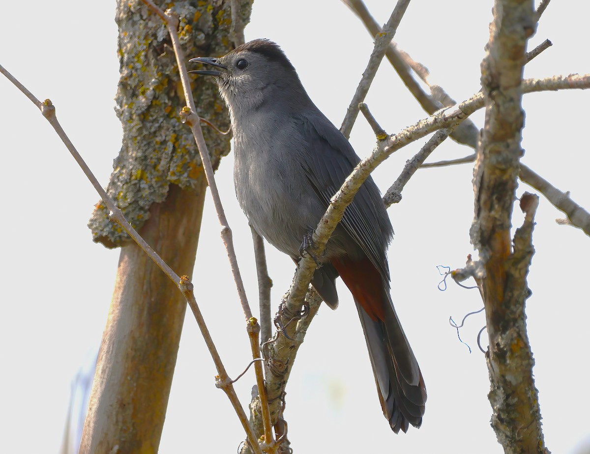 Gray Catbird - ML618490432