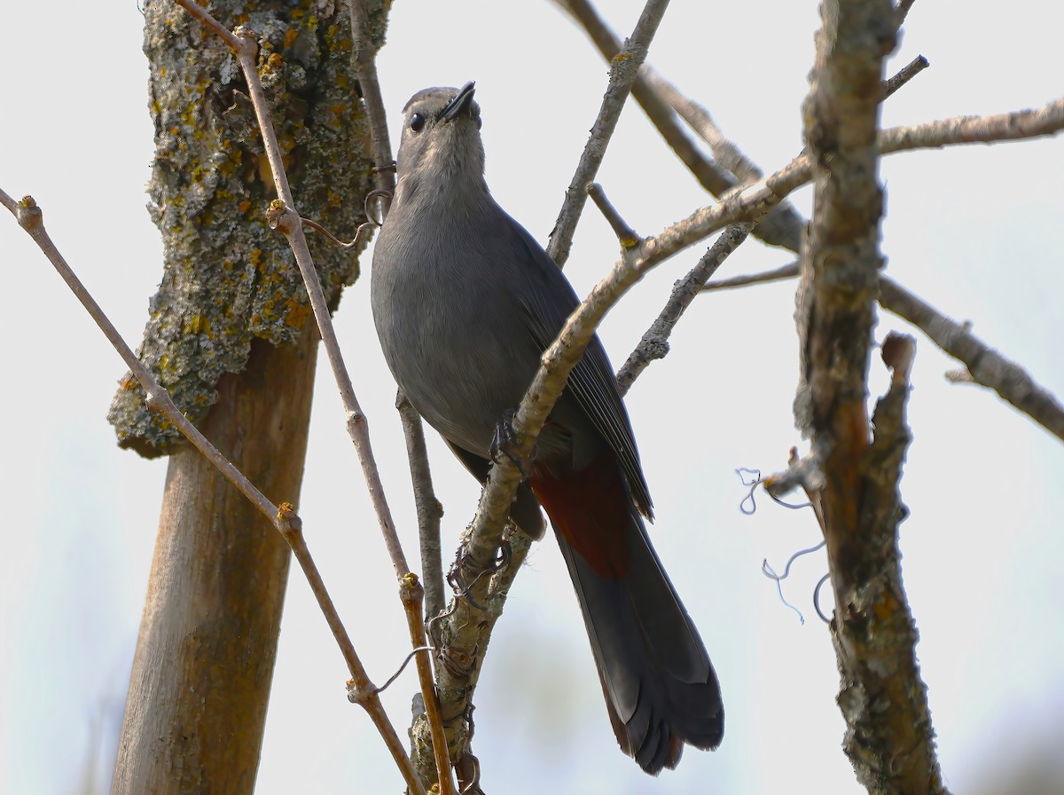 Gray Catbird - ML618490433