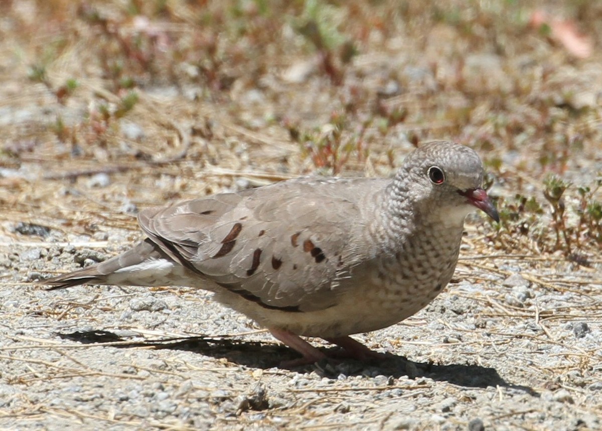 Common Ground Dove - ML618490447