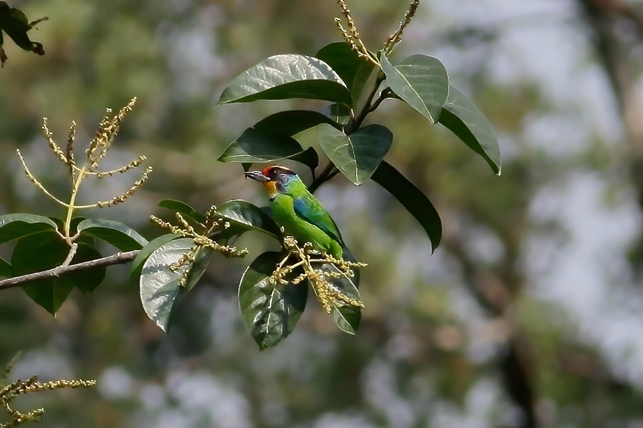 Weißwangen-Bartvogel - ML618490457