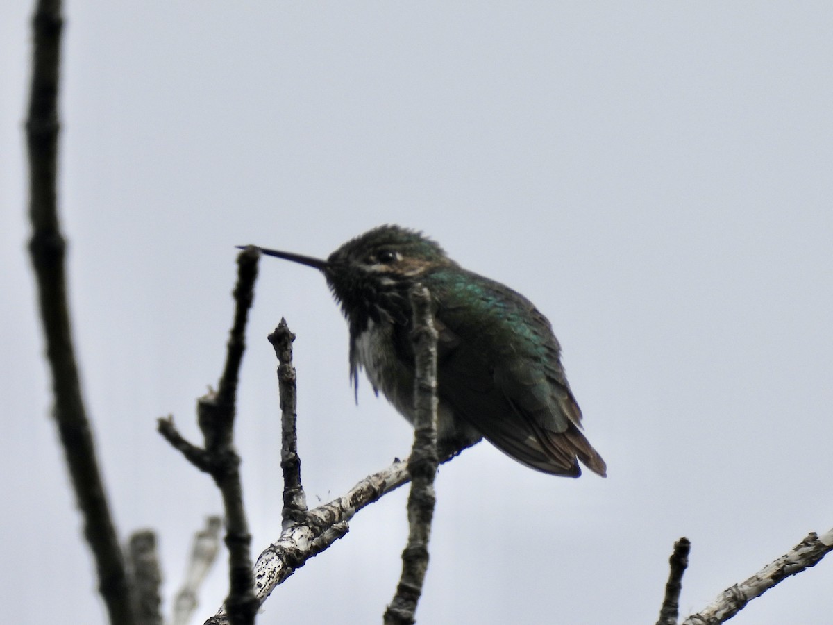 kalypta Kalliopina - ML618490459