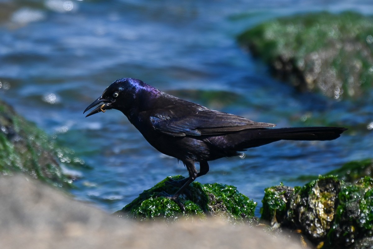 Common Grackle - ML618490460