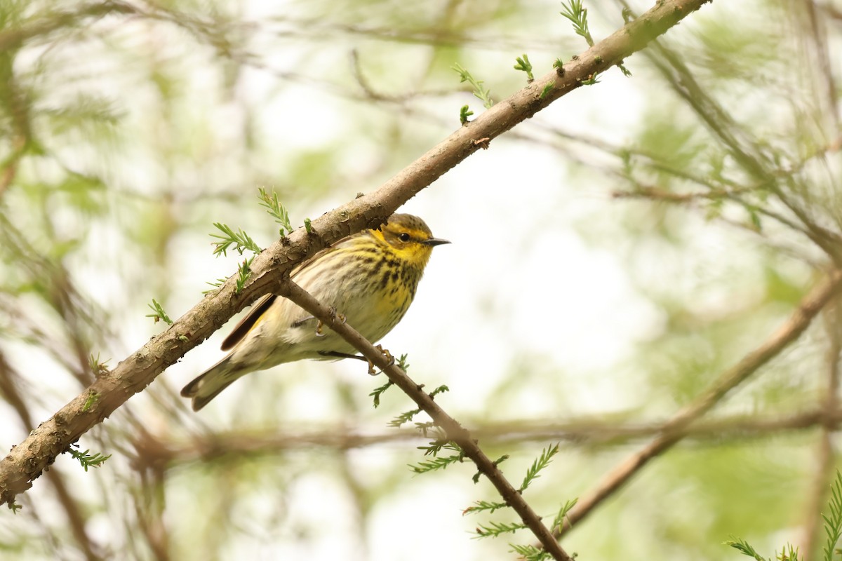 Cape May Warbler - ML618490467