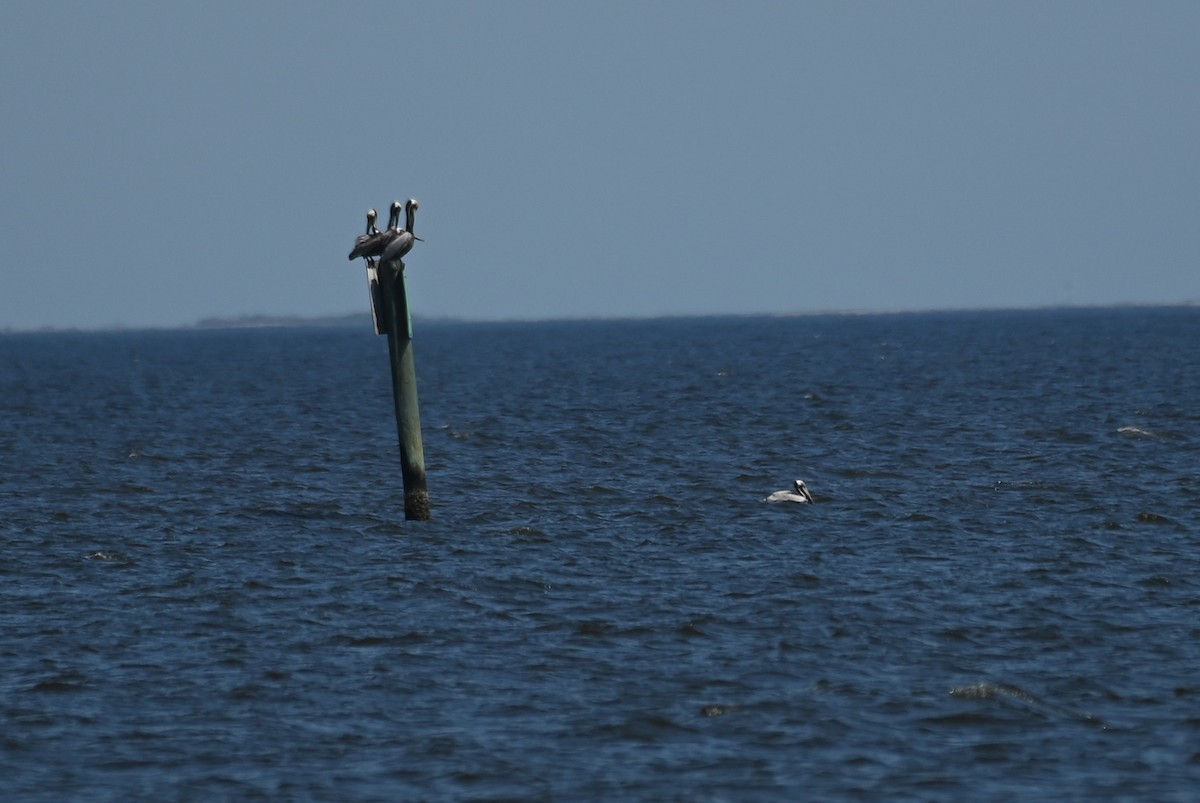 Brown Pelican - Patty Masten