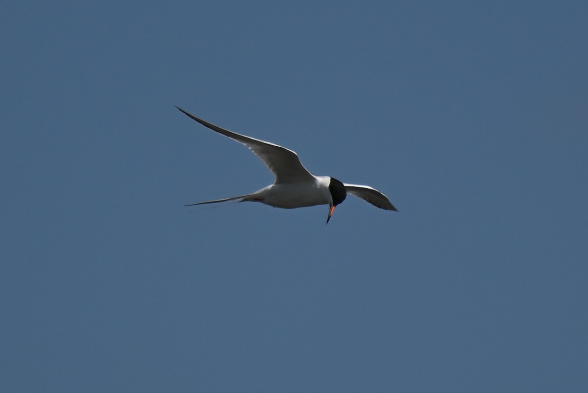 Forster's Tern - ML618490496