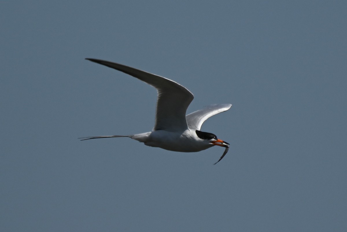 Forster's Tern - ML618490498