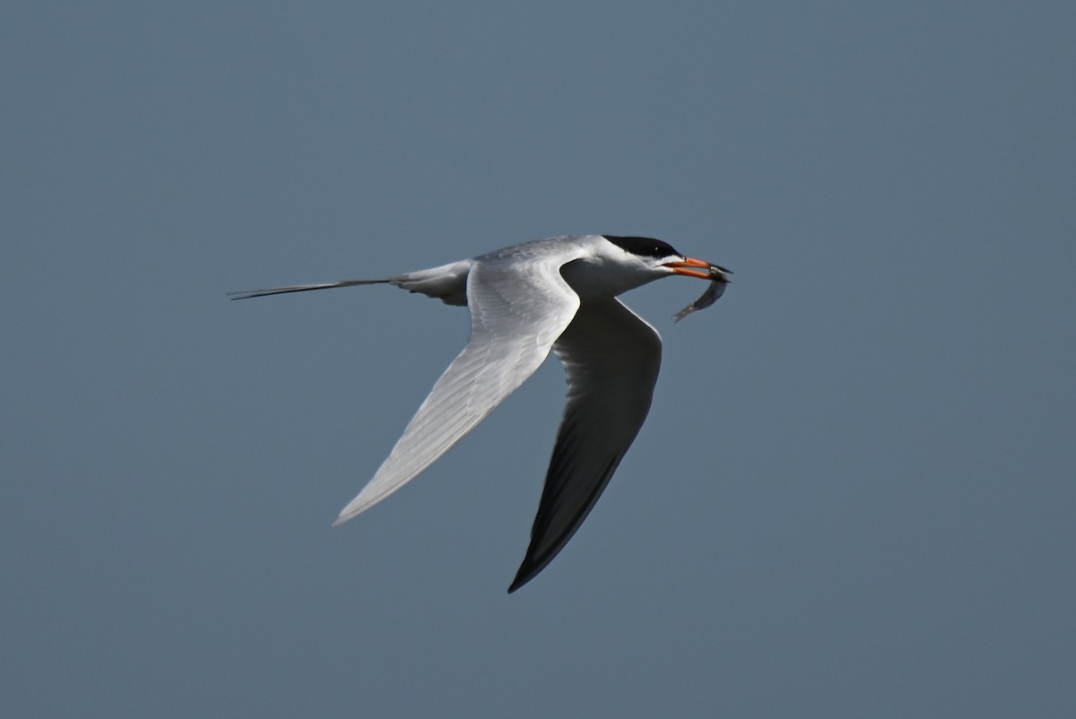 Forster's Tern - ML618490499