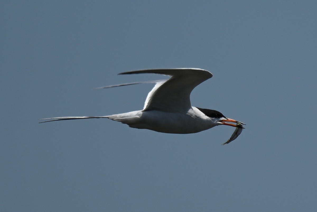 Forster's Tern - ML618490501