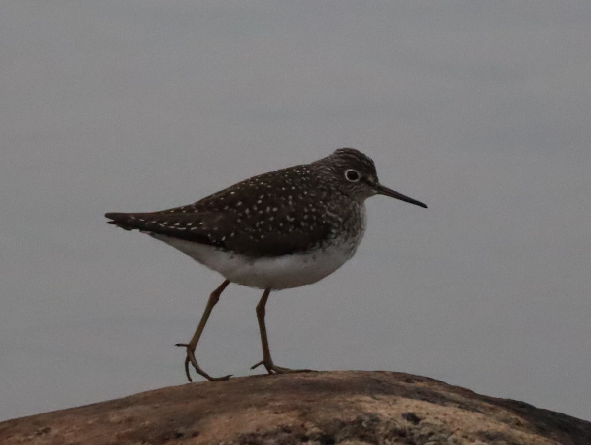 Solitary Sandpiper - ML618490551