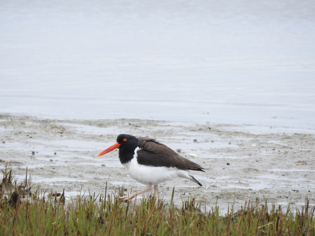 American Oystercatcher - ML618490558