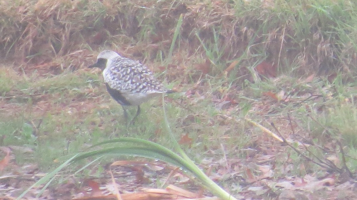 Black-bellied Plover - ML618490614