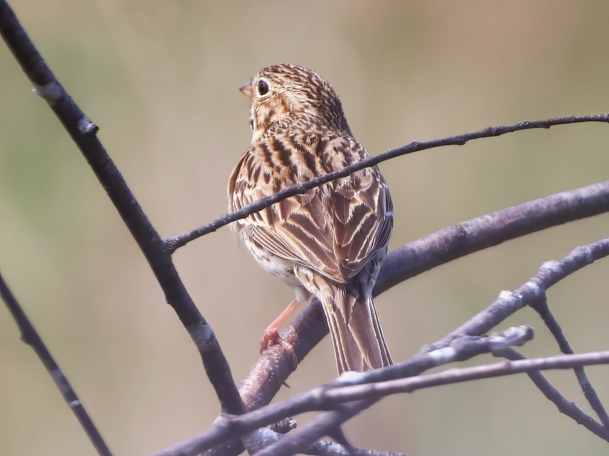 Vesper Sparrow - ML618490649