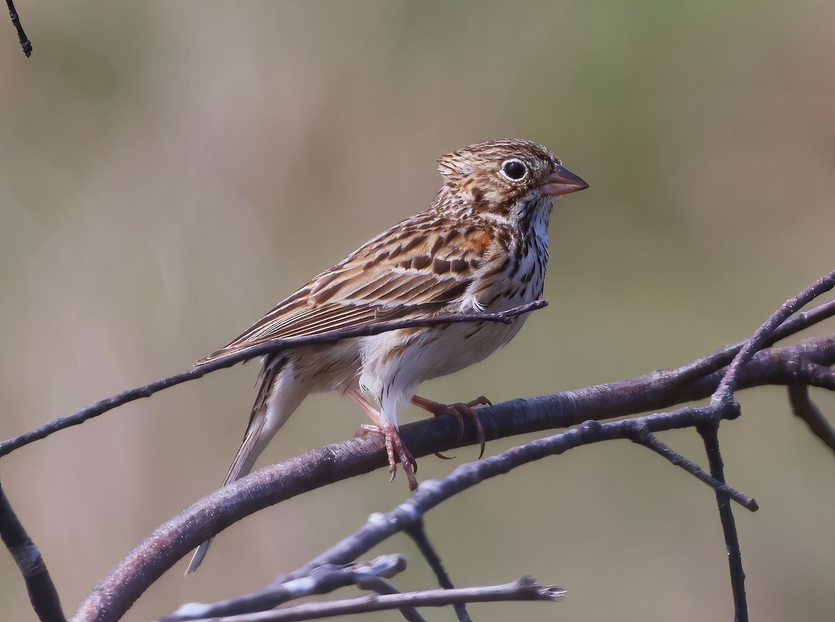 Vesper Sparrow - ML618490650