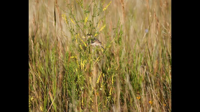 Grasshopper Sparrow - ML618490678