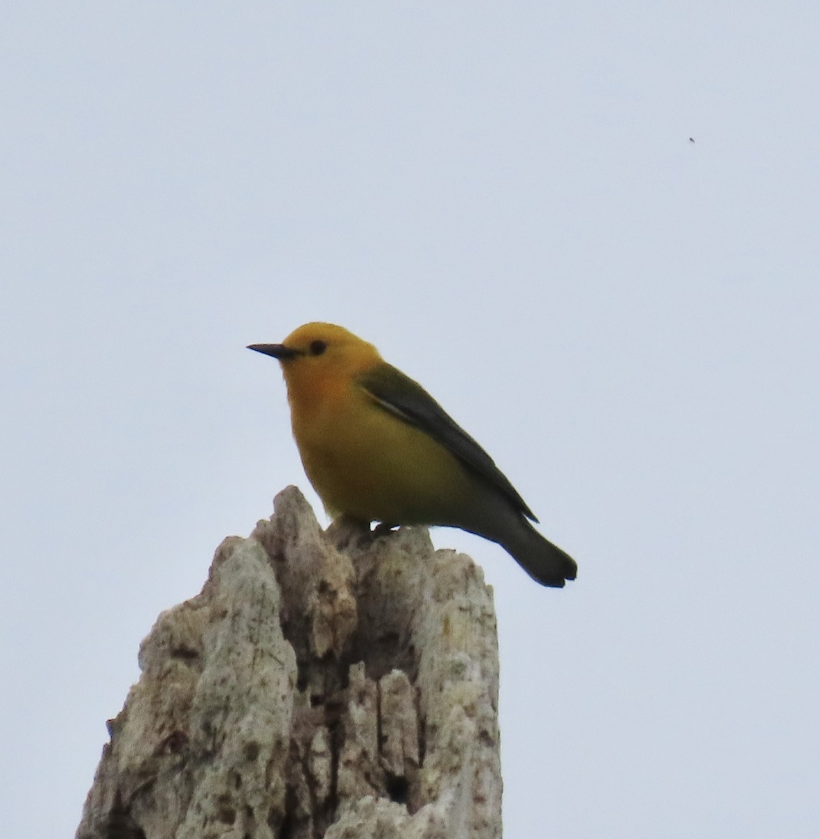 Prothonotary Warbler - ML618490742