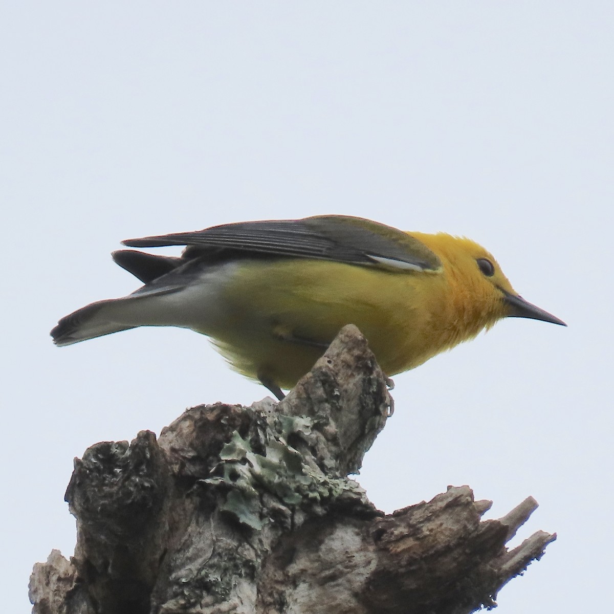 Prothonotary Warbler - ML618490743