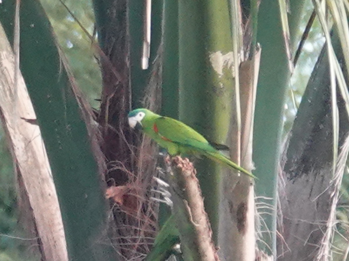 Red-shouldered Macaw - ML618490746