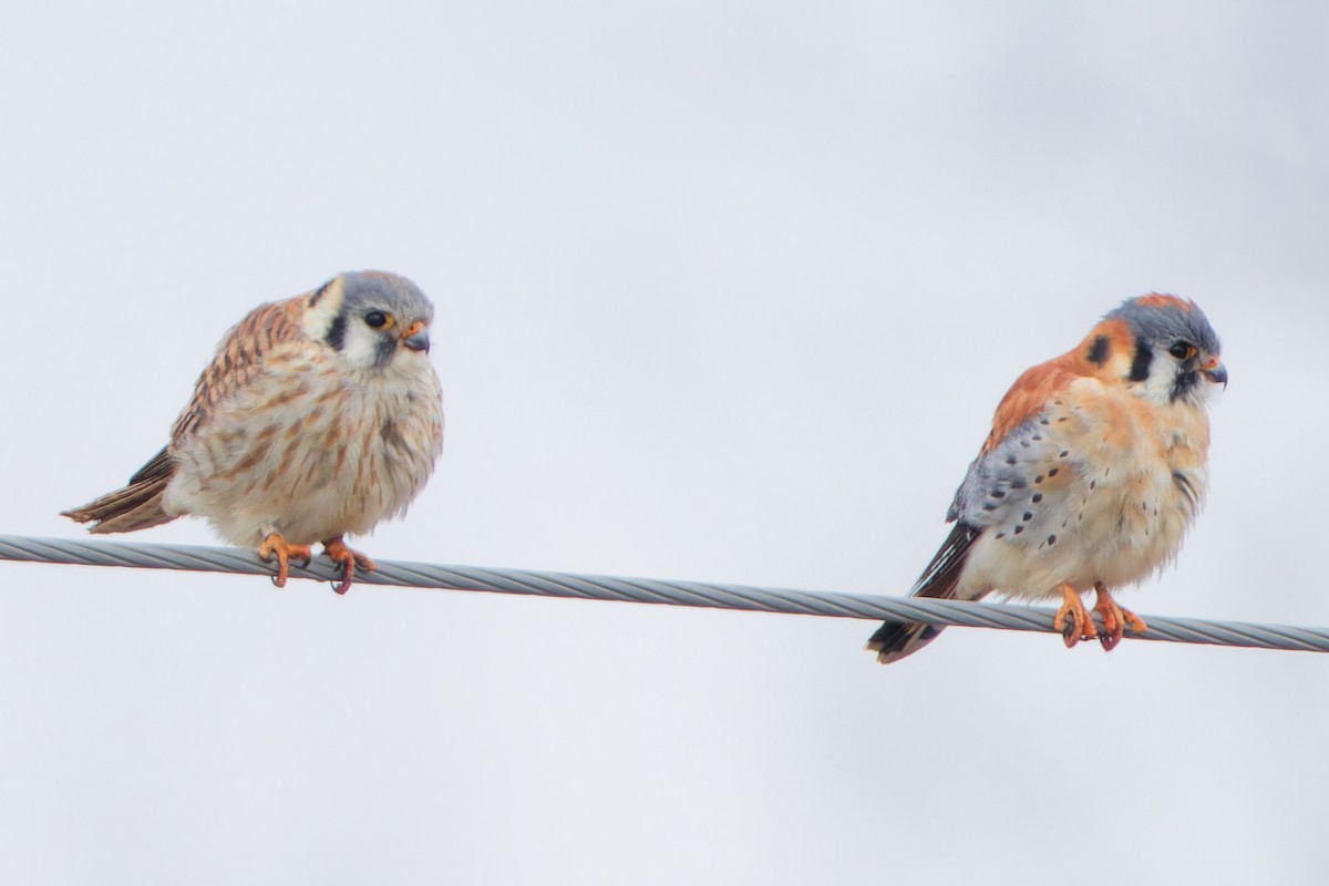 American Kestrel - ML618490767