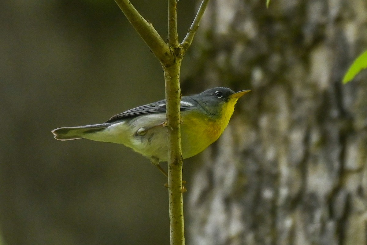 Northern Parula - Patty Masten