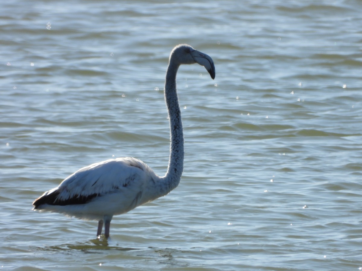 Greater Flamingo - Luis Miguel Pérez Peinado