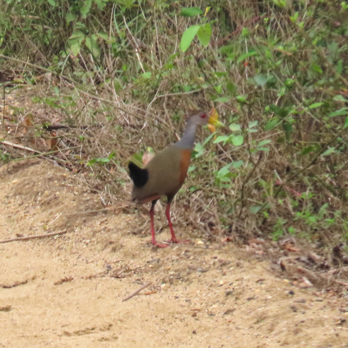 Gray-cowled Wood-Rail - ML618490788