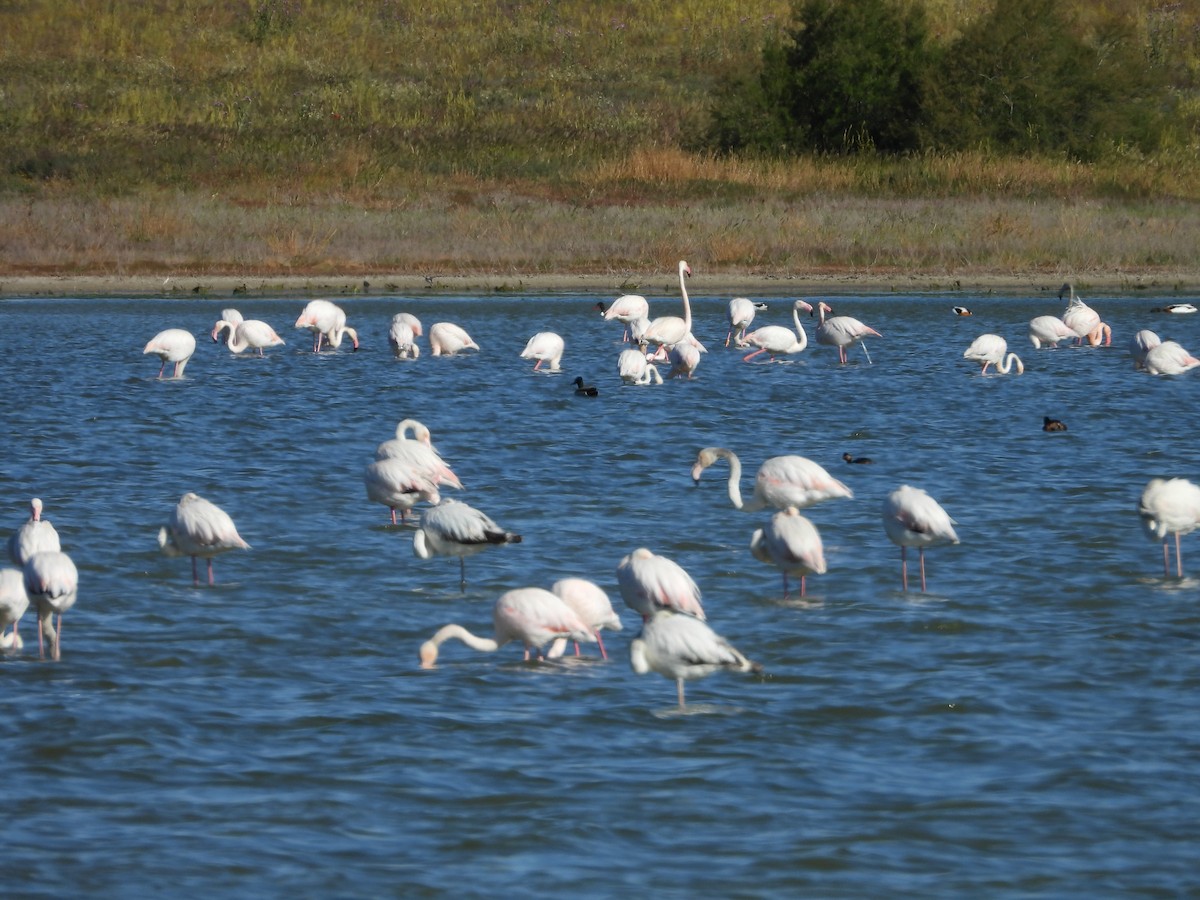 Greater Flamingo - Luis Miguel Pérez Peinado