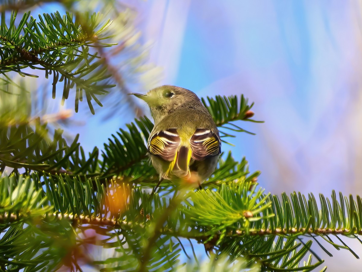 Ruby-crowned Kinglet - Eric Patry