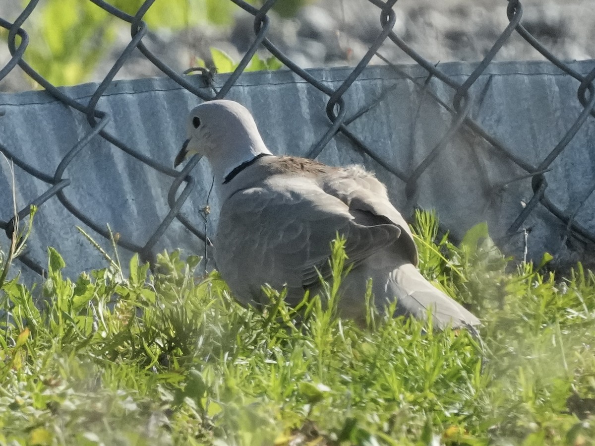 Eurasian Collared-Dove - ML618490816