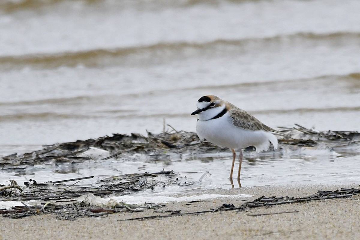 Collared Plover - Marcelo Cuadrado