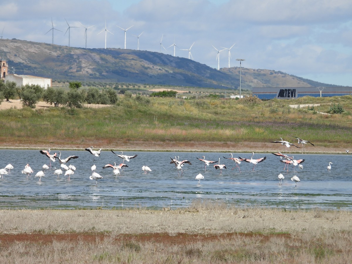 Greater Flamingo - Luis Miguel Pérez Peinado