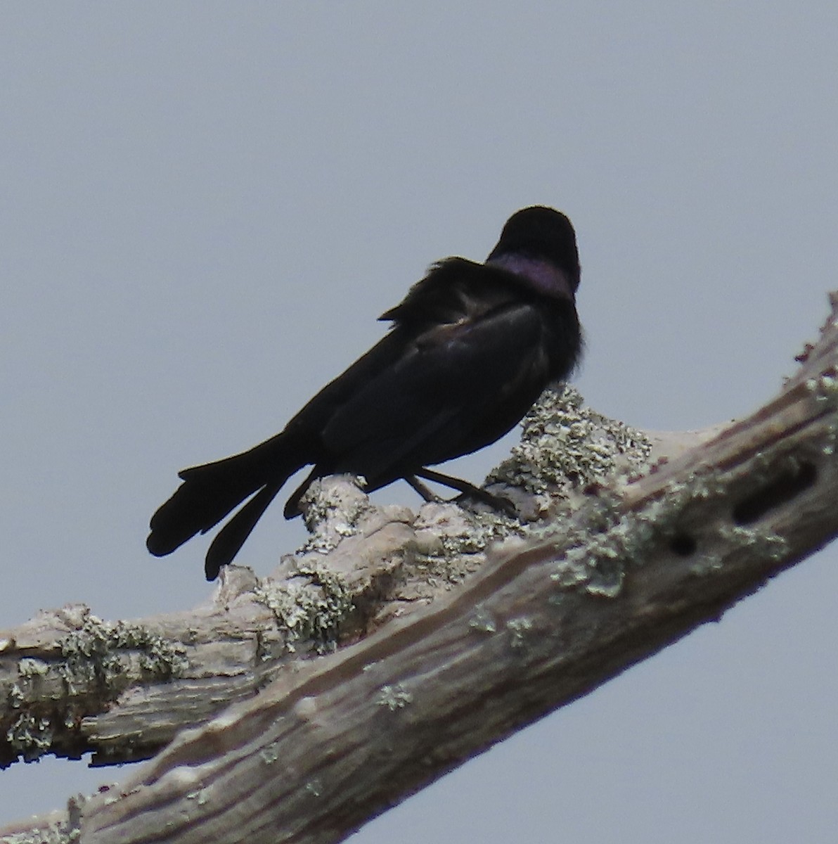 Boat-tailed Grackle - ML618490836