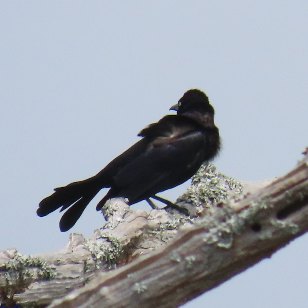 Boat-tailed Grackle - ML618490837