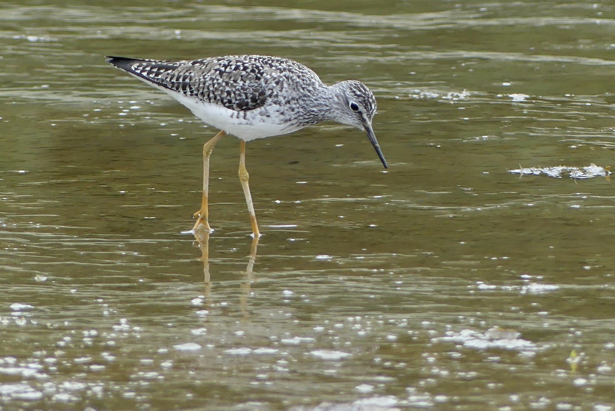 Lesser Yellowlegs - ML618490841