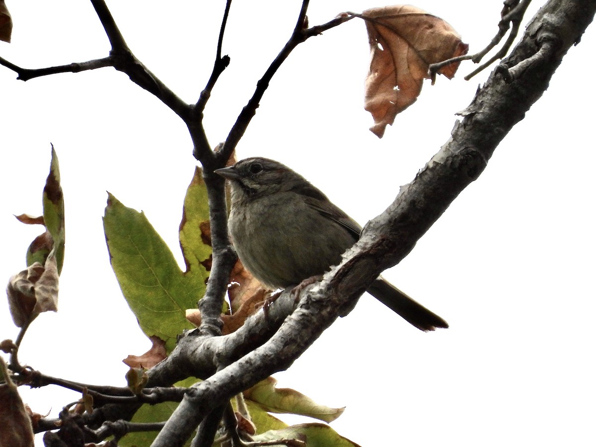 Rufous-crowned Sparrow - Christine Hogue