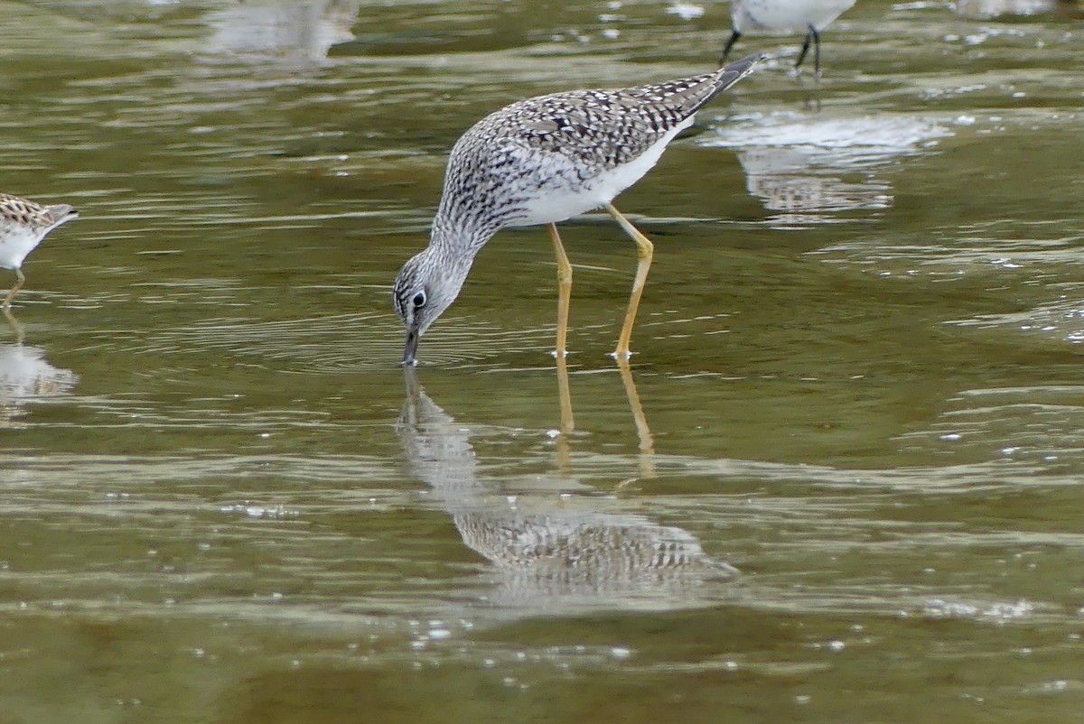 Lesser Yellowlegs - ML618490866