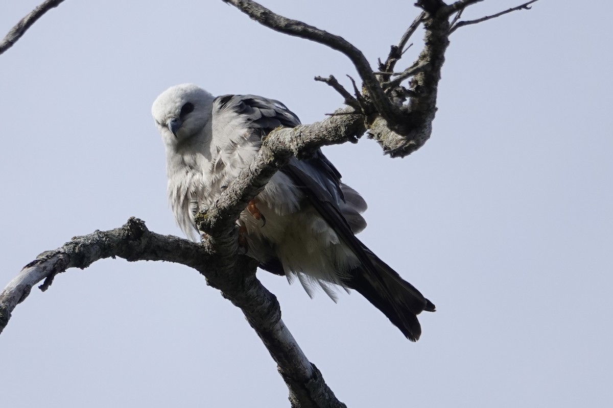 Mississippi Kite - Linda Gierke