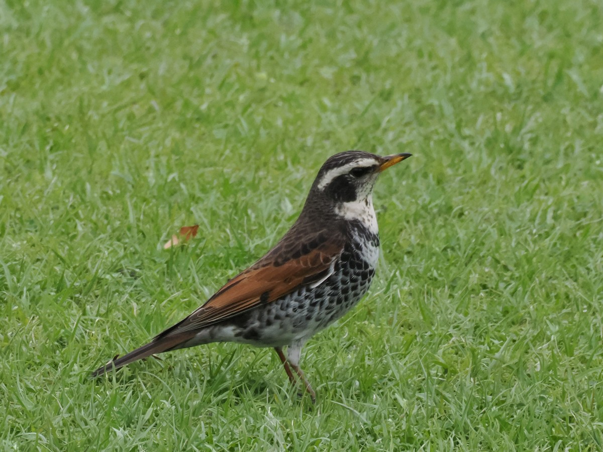 Dusky Thrush - hirokazu koba