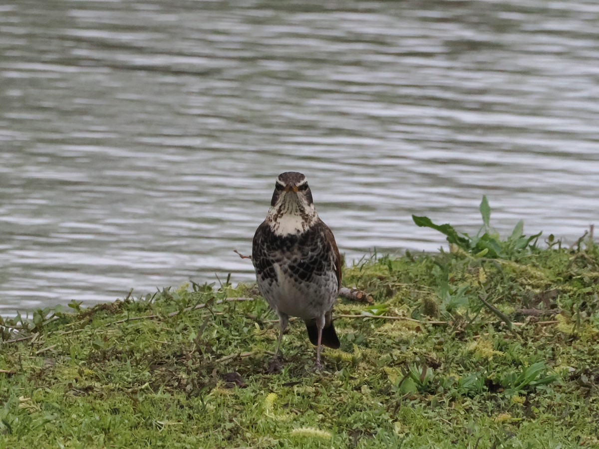 Dusky Thrush - ML618490908