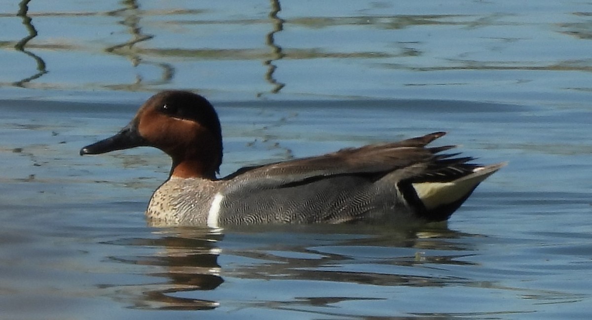 Green-winged Teal - ML618490921