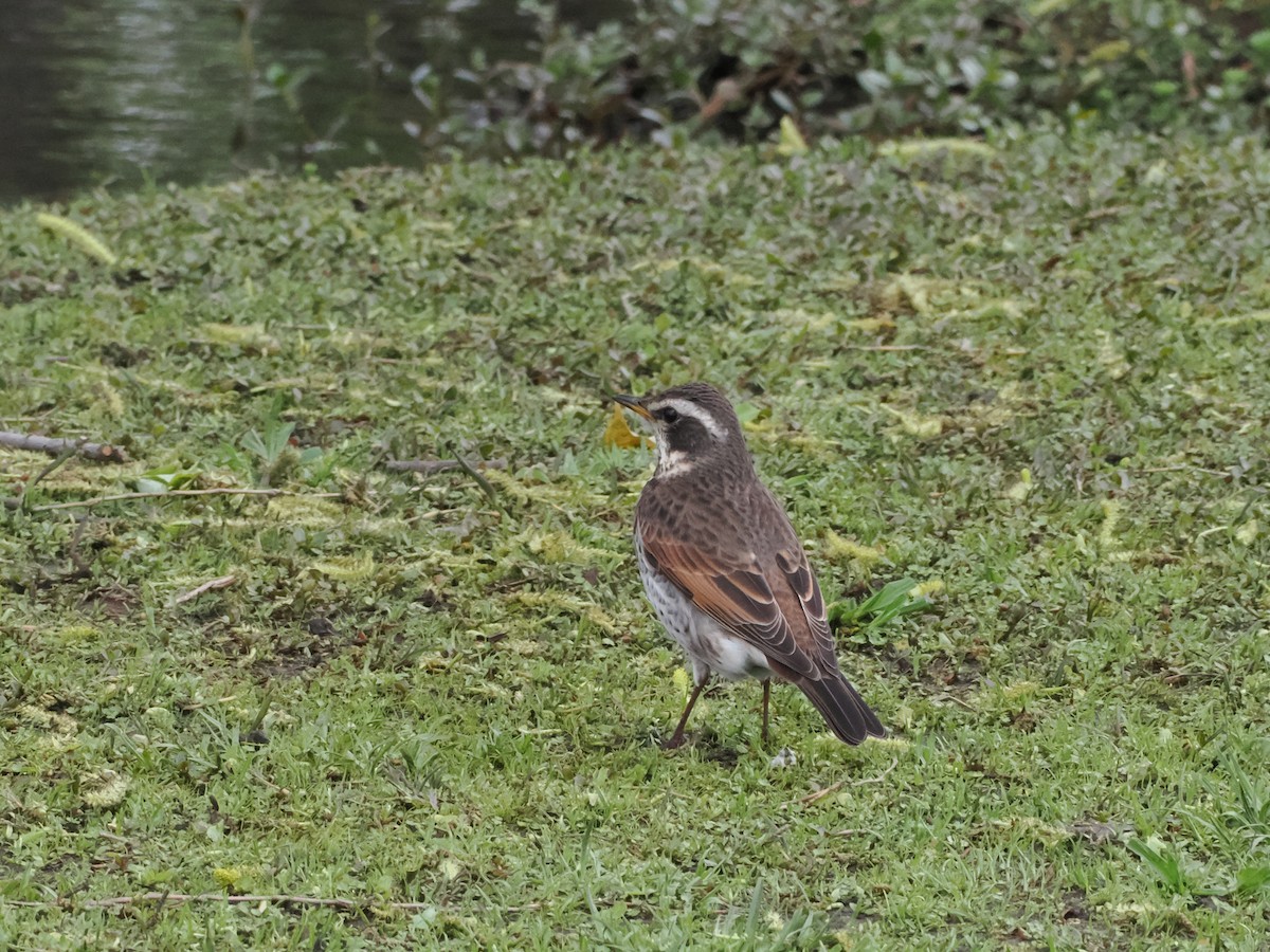 Dusky Thrush - ML618490924