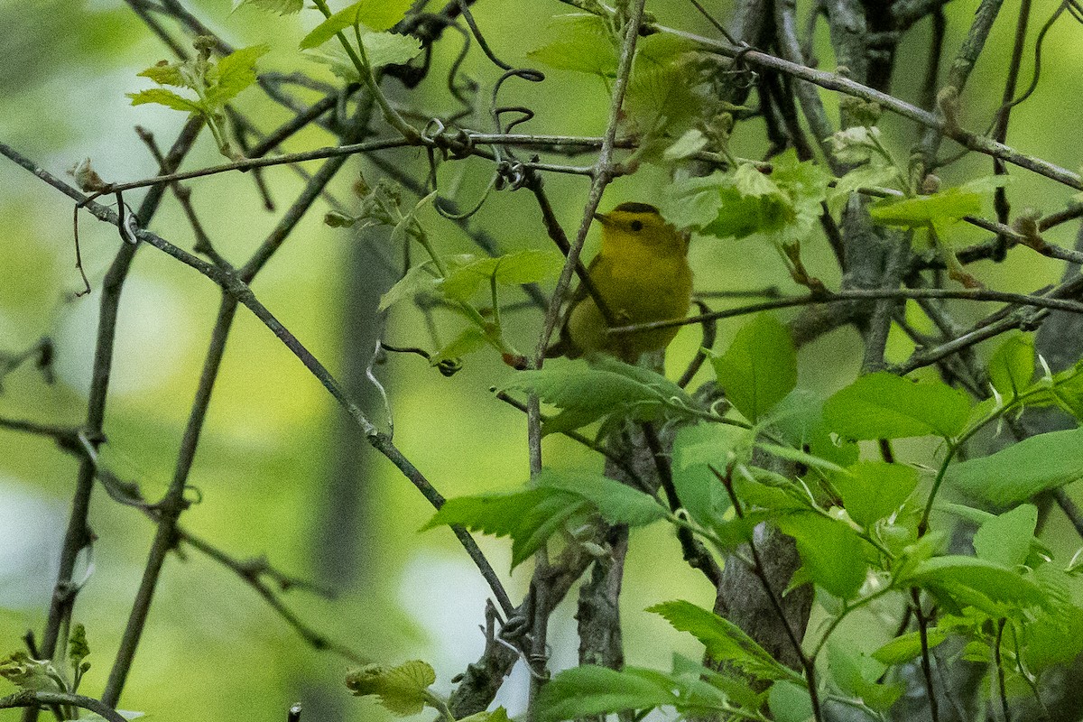 Wilson's Warbler - Robin Janson