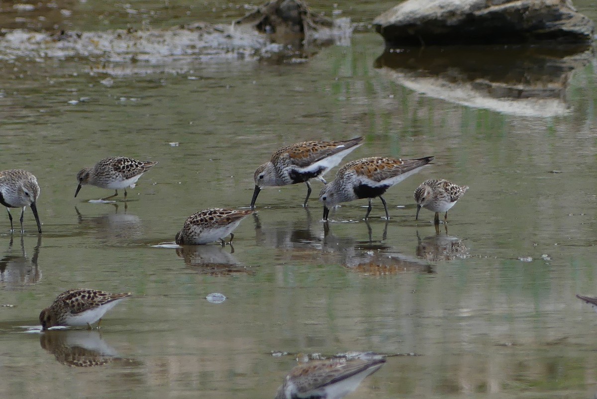 Dunlin - Barbara Shepherd