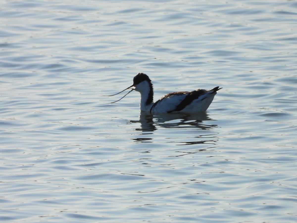 Pied Avocet - Luis Miguel Pérez Peinado