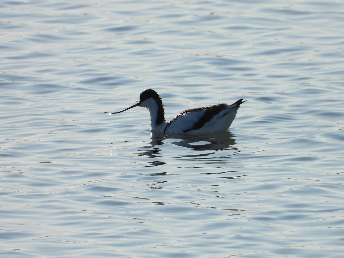 Pied Avocet - ML618490962