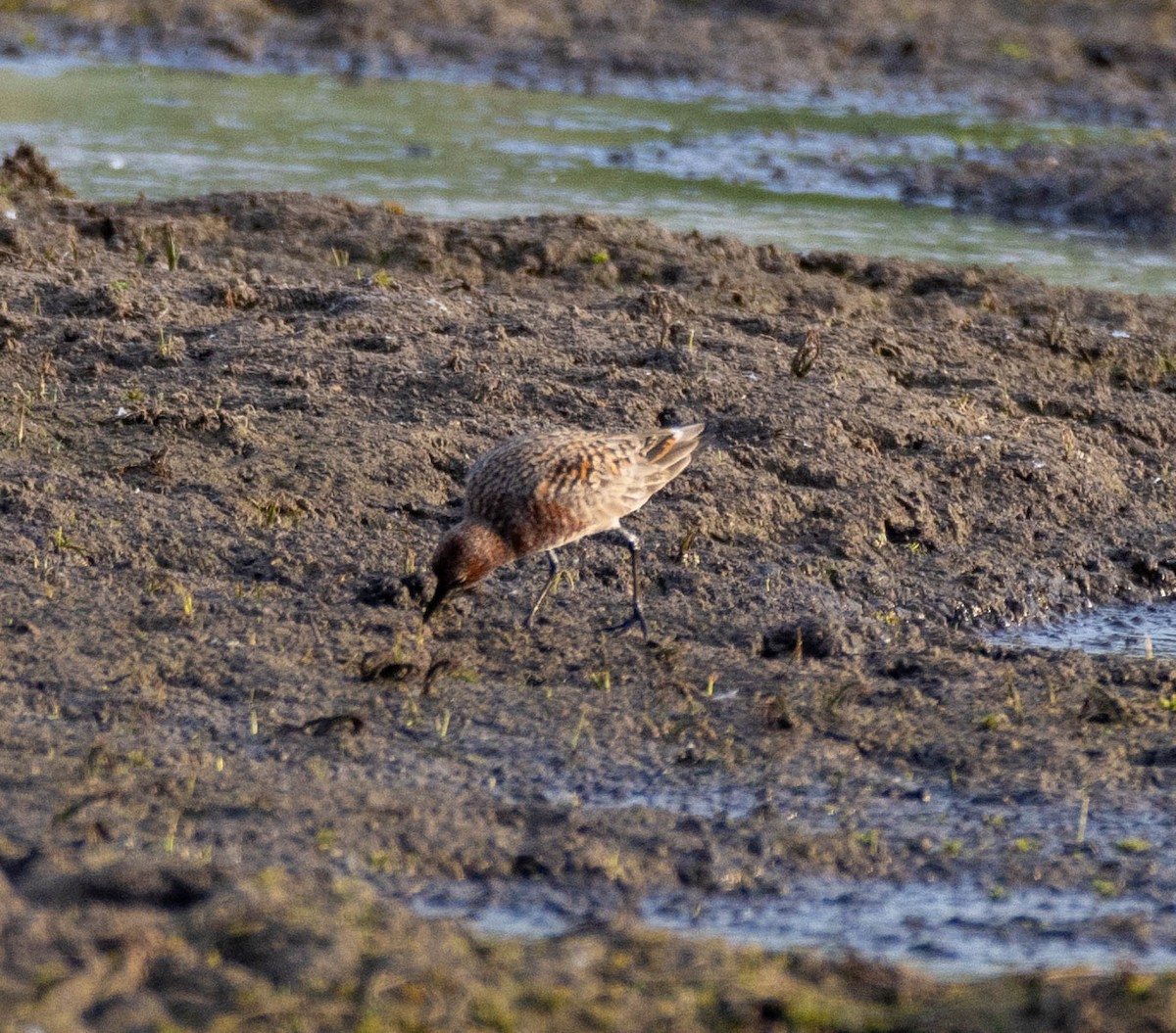 Curlew Sandpiper - ML618490969