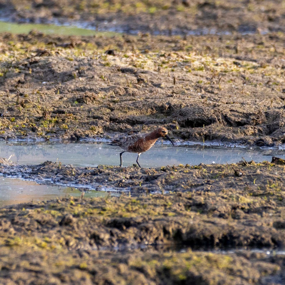 Curlew Sandpiper - Bartłomiej Stankiewicz