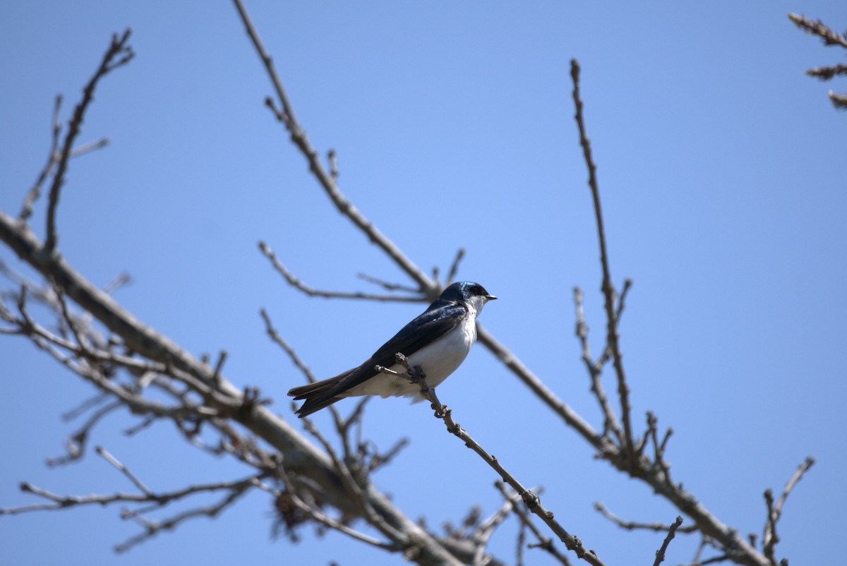 Tree Swallow - Marcus Bute