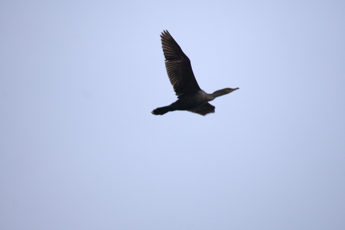 Double-crested Cormorant - Marcus Bute