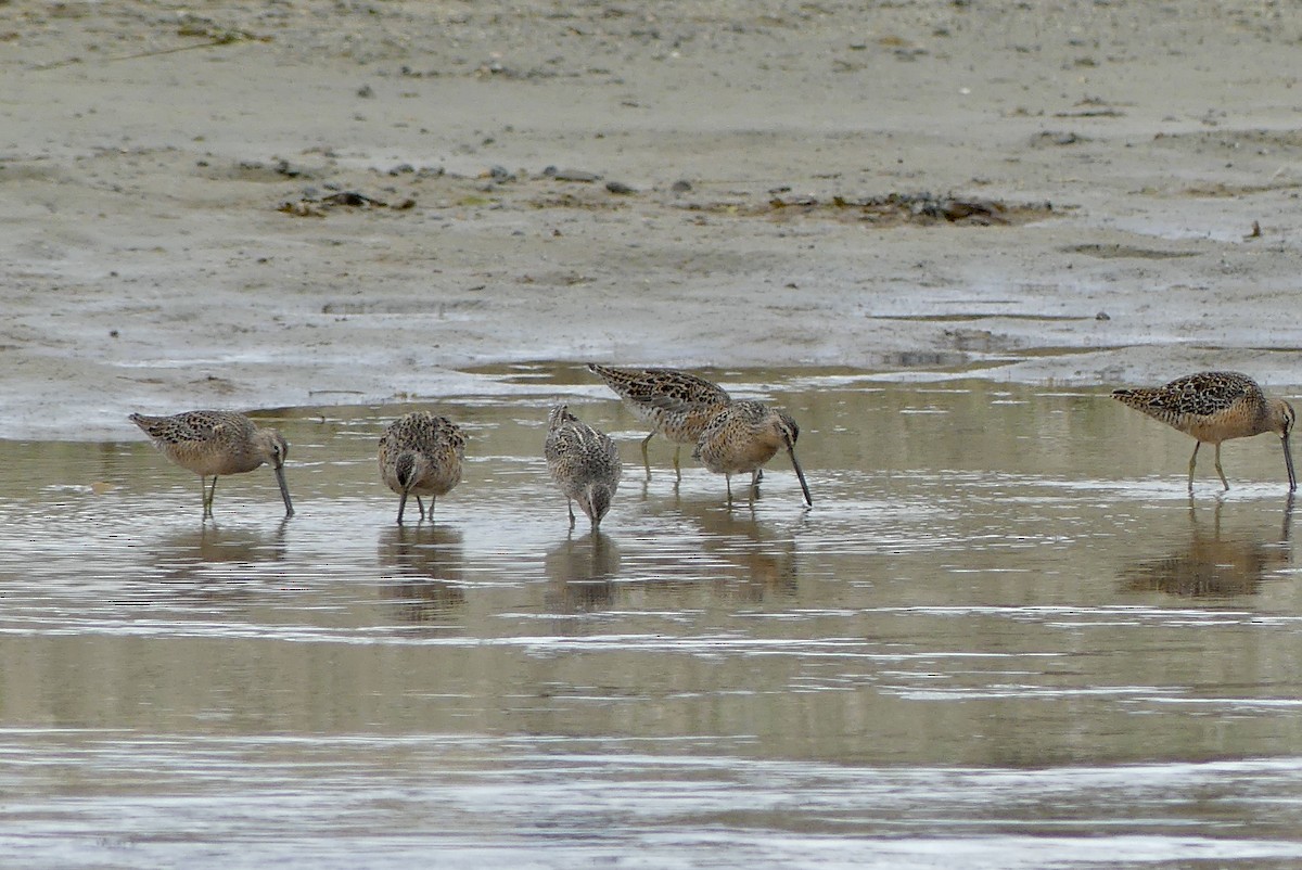 Short-billed Dowitcher - ML618491040